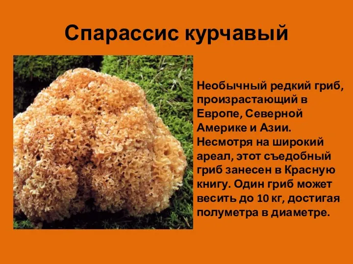 Спарассис курчавый Необычный редкий гриб, произрастающий в Европе, Северной Америке