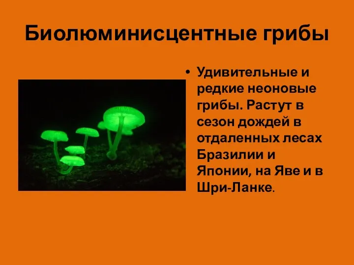 Биолюминисцентные грибы Удивительные и редкие неоновые грибы. Растут в сезон