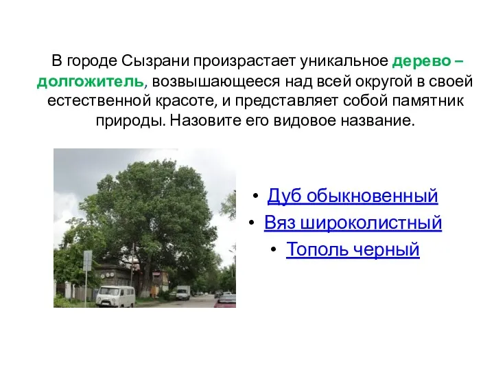 В городе Сызрани произрастает уникальное дерево – долгожитель, возвышающееся над