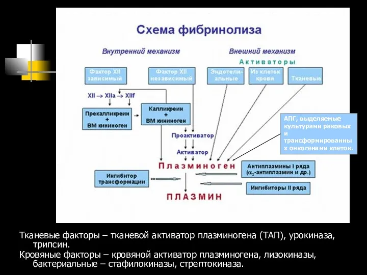 Тканевые факторы – тканевой активатор плазминогена (ТАП), урокиназа, трипсин. Кровяные