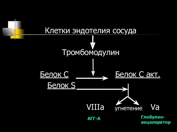 Клетки эндотелия сосуда Тромбомодулин Белок С Белок С акт. Белок