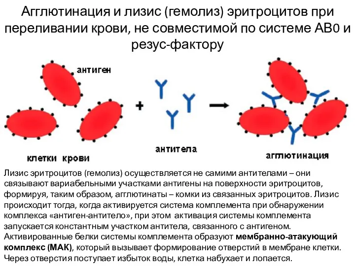 Агглютинация и лизис (гемолиз) эритроцитов при переливании крови, не совместимой по системе АВ0