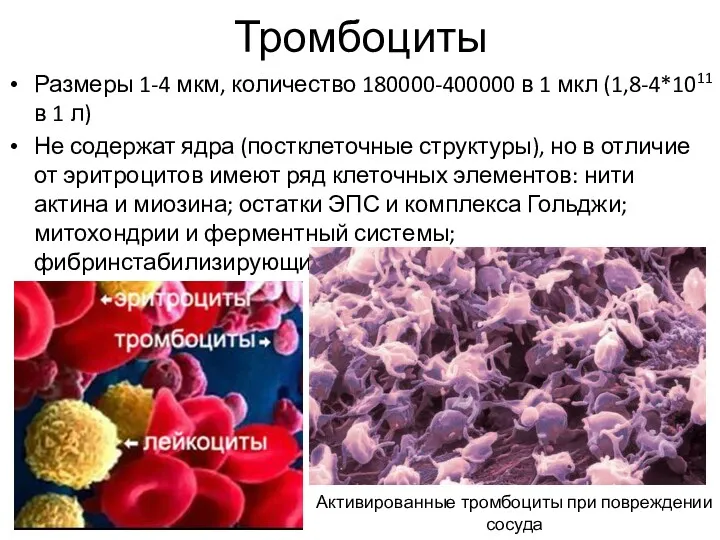 Тромбоциты Размеры 1-4 мкм, количество 180000-400000 в 1 мкл (1,8-4*1011 в 1 л)