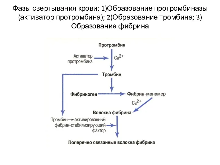 Фазы свертывания крови: 1)Образование протромбиназы (активатор протромбина); 2)Образование тромбина; 3)Образование фибрина
