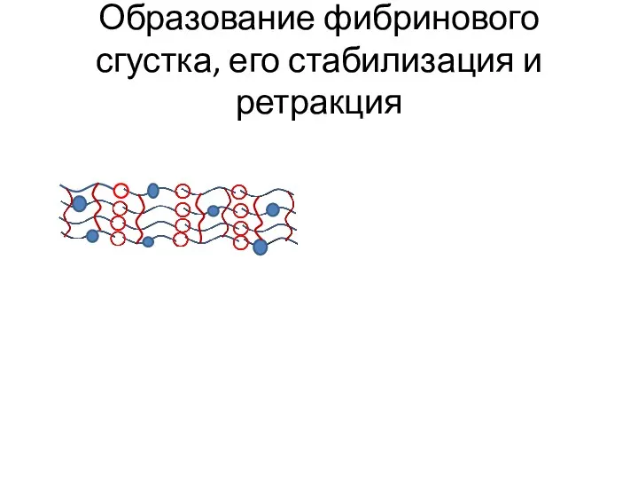 Образование фибринового сгустка, его стабилизация и ретракция