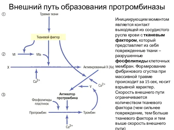 Внешний путь образования протромбиназы Инициирующим моментом является контакт выходящей из сосудистого русла крови