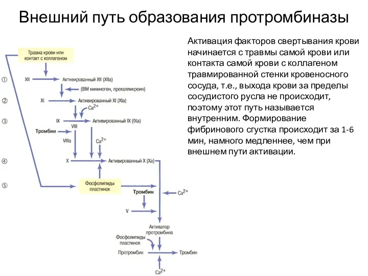 Внешний путь образования протромбиназы Активация факторов свертывания крови начинается с травмы самой крови