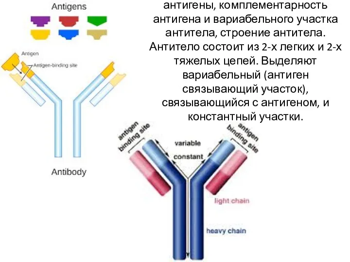 На рисунке показаны различные антигены, комплементарность антигена и вариабельного участка антитела, строение антитела.