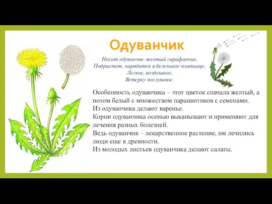 Одуванчик Носит одуванчик желтый сарафанчик, Подрастет, нарядится в беленькое платьице,