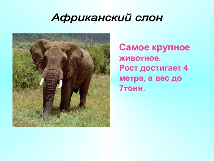 Африканский слон Самое крупное животное. Рост достигает 4 метра, а вес до 7тонн.