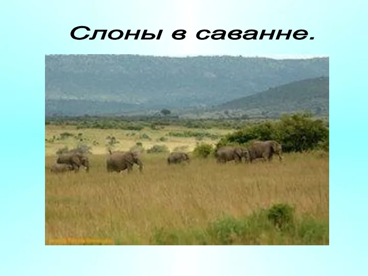 Слоны в саванне.