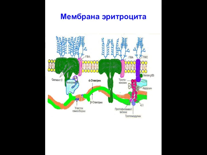 Мембрана эритроцита