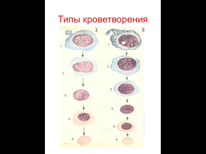 Типы кроветворения