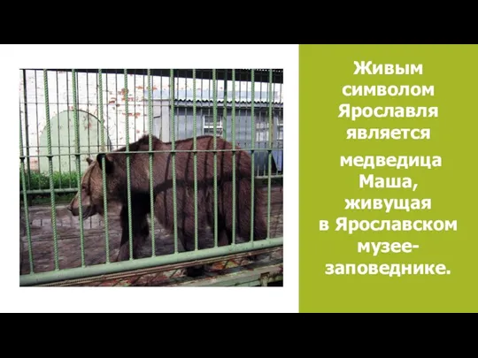 Живым символом Ярославля является медведица Маша, живущая в Ярославском музее-заповеднике.