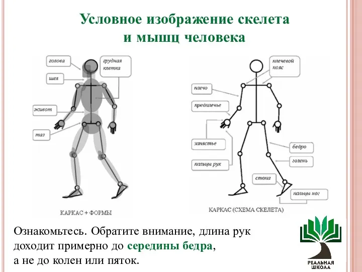 Условное изображение скелета и мышц человека Ознакомьтесь. Обратите внимание, длина