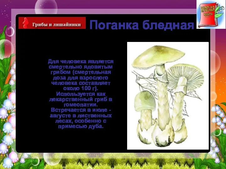 Поганка бледная Для человека является смертельно ядовитым грибом (смертельная доза