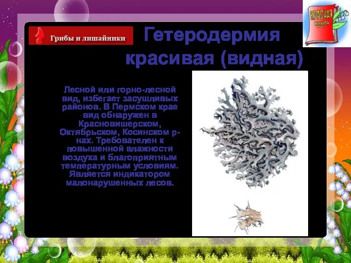 Гетеродермия красивая (видная) Лесной или горно-лесной вид, избегает засушливых районов.