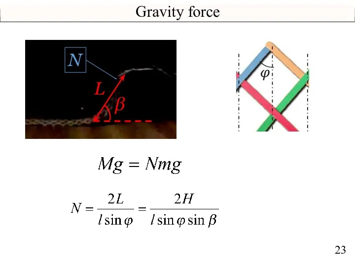 Gravity force L β N