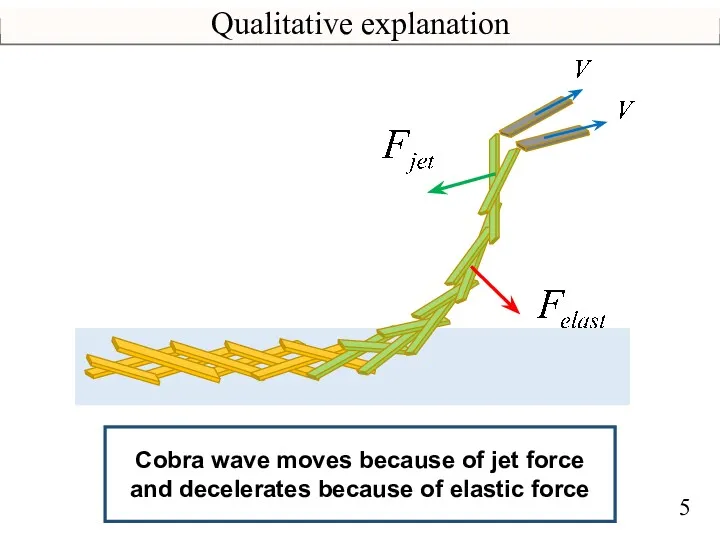 Qualitative explanation Cobra wave moves because of jet force and decelerates because of elastic force