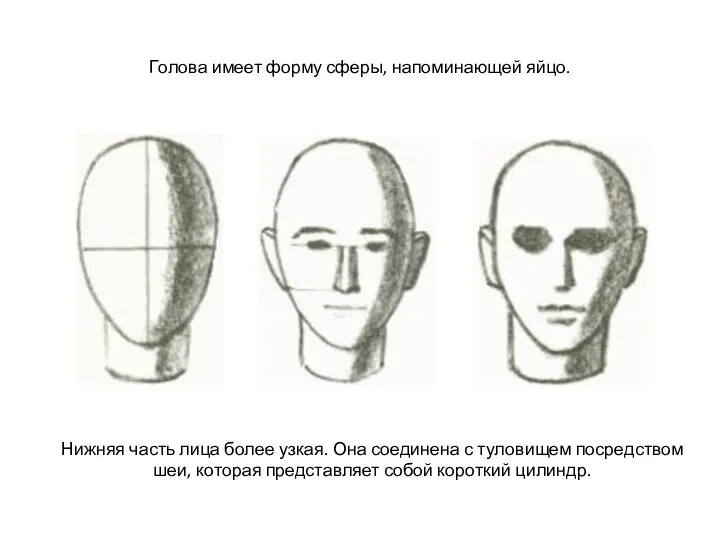 Голова имеет форму сферы, напоминающей яйцо. Нижняя часть лица более