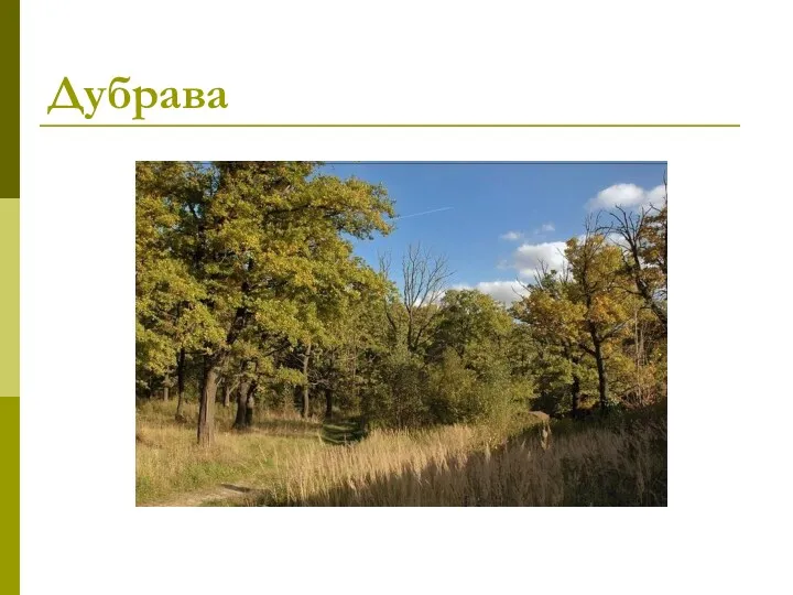 Дубрава