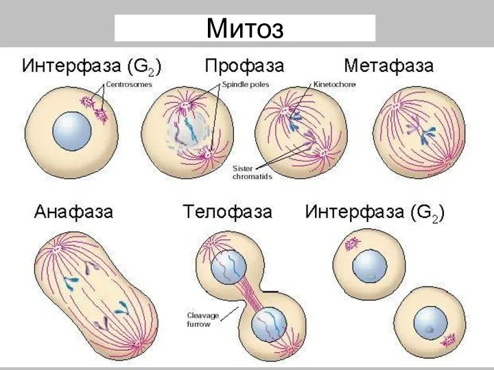 Митоз