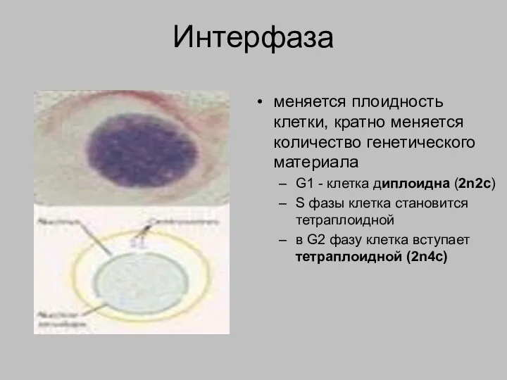 Интерфаза меняется плоидность клетки, кратно меняется количество генетического материала G1