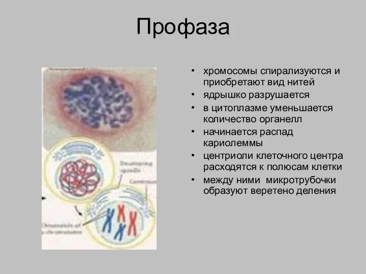 Профаза хромосомы спирализуются и приобретают вид нитей ядрышко разрушается в
