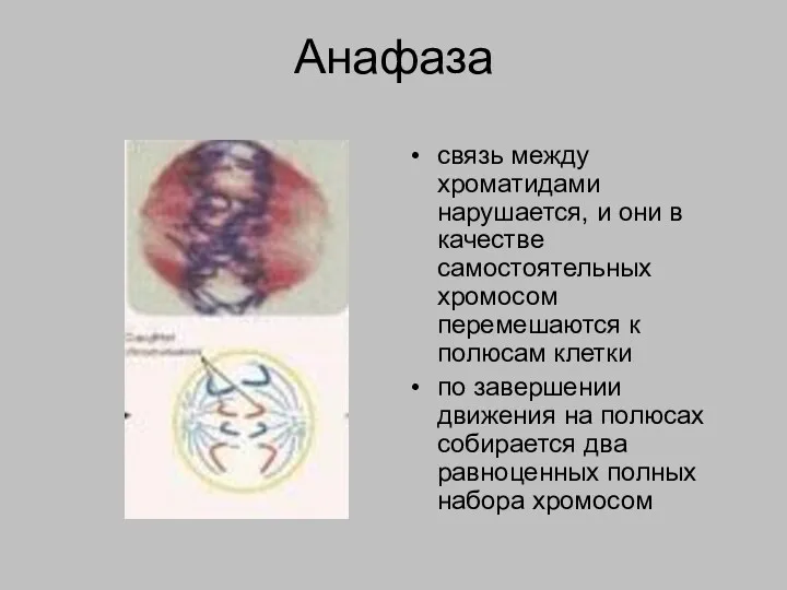 Анафаза связь между хроматидами нарушается, и они в качестве самостоятельных