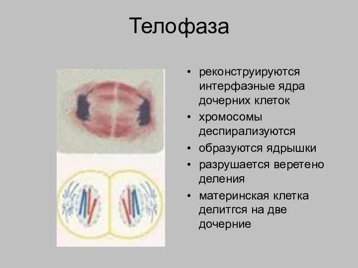 Телофаза реконструируются интерфаэные ядра дочерних клеток хромосомы деспирализуются образуются ядрышки