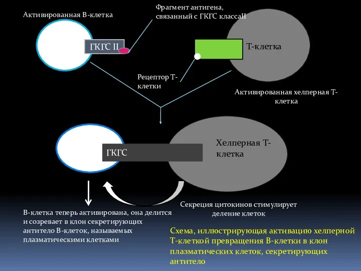 ГКГС II Т-клетка ГКГС Хелперная Т-клетка Активированная В-клетка Фрагмент антигена,