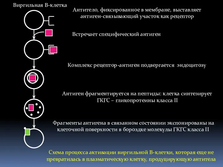 Антитело, фиксированное в мембране, выставляет антиген-связывающий участок как рецептор Встречает