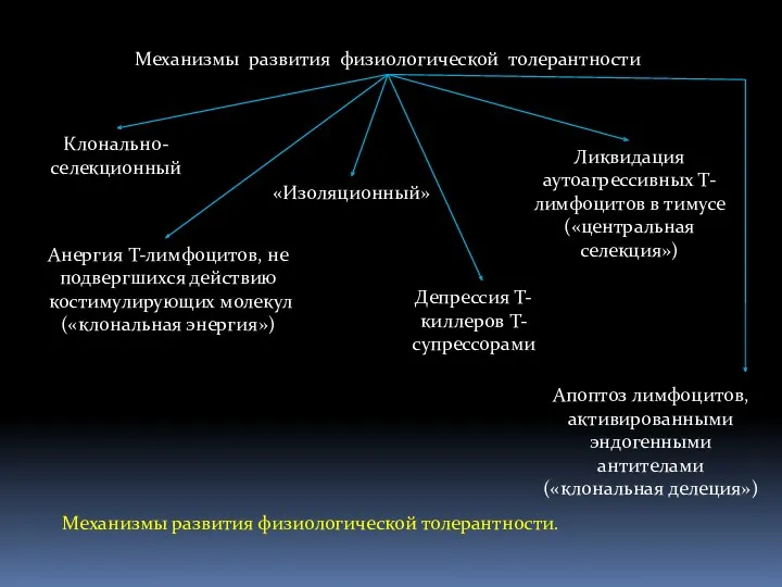 Механизмы развития физиологической толерантности Клонально- селекционный «Изоляционный» Ликвидация аутоагрессивных Т-лимфоцитов