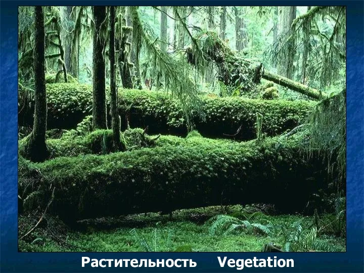 Растительность Vegetation