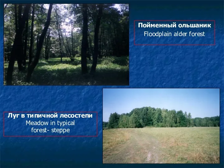 Луг в типичной лесостепи Meadow in typical forest- steppe Пойменный ольшаник Floodplain alder forest