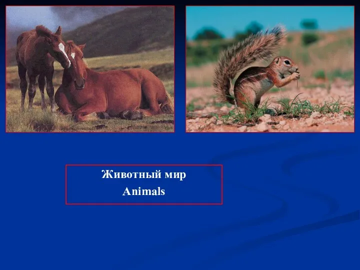 Животный мир Animals