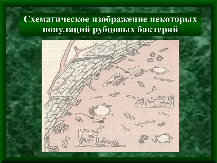 Схематическое изображение некоторых популяций рубцовых бактерий