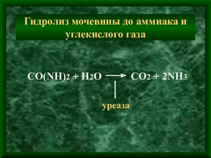 Гидролиз мочевины до аммиака и углекислого газа CO(NH)2 + H2O CO2 + 2NH3 уреаза