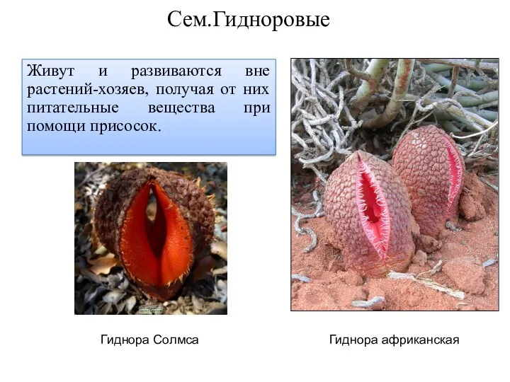 Сем.Гидноровые Живут и развиваются вне растений-хозяев, получая от них питательные
