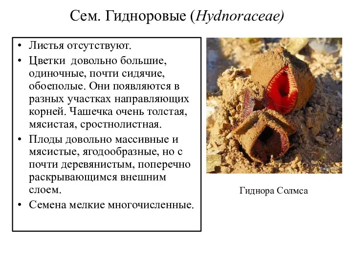 Сем. Гидноровые (Hydnoraceae) Листья отсутствуют. Цветки довольно большие, одиночные, почти