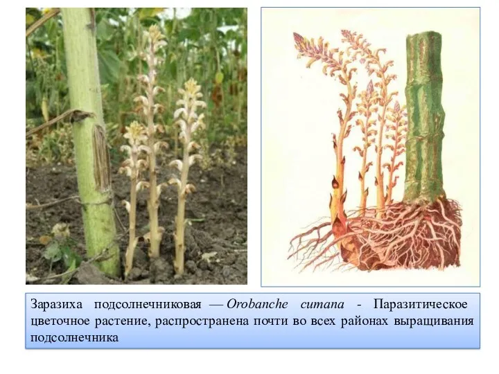 Заразиха подсолнечниковая — Orobanche cumana - Паразитическое цветочное растение, распространена почти во всех районах выращивания подсолнечника