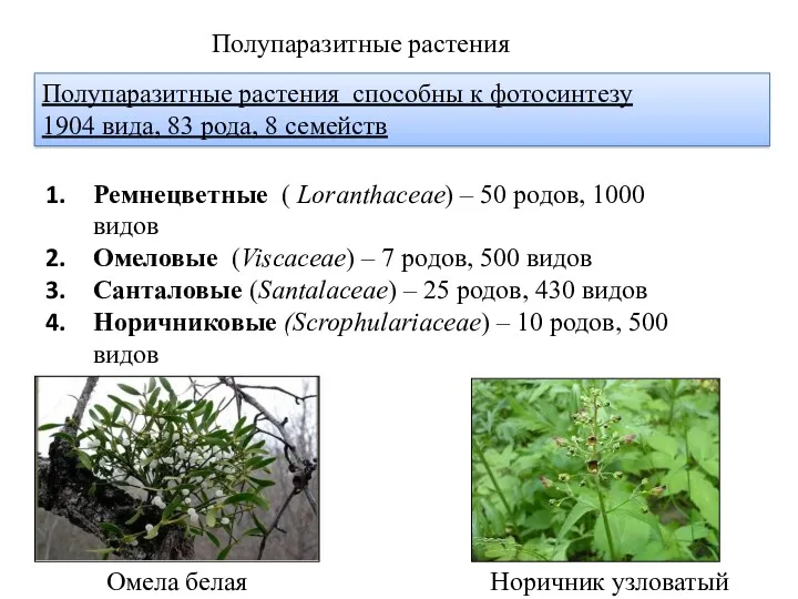 Полупаразитные растения Ремнецветные ( Loranthaceae) – 50 родов, 1000 видов