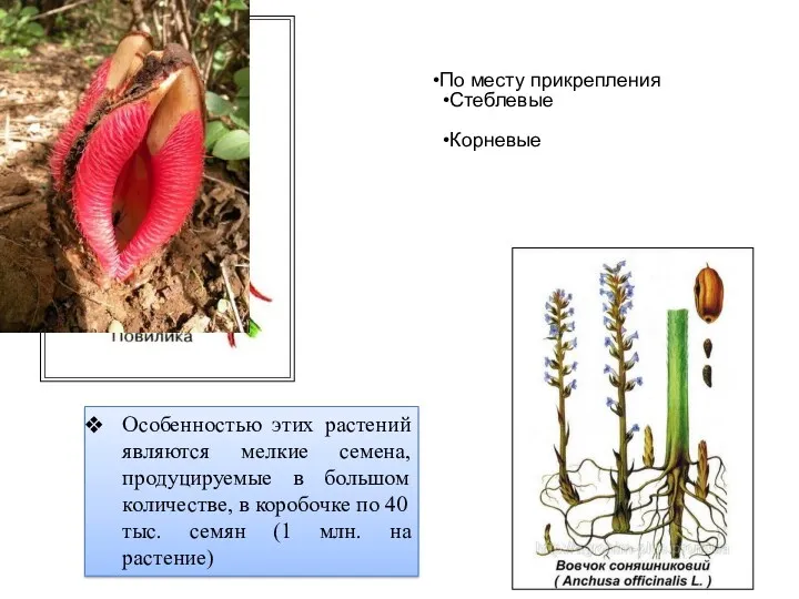 По месту прикрепления Стеблевые Корневые Особенностью этих растений являются мелкие