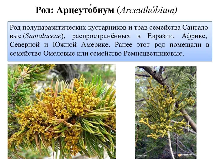 Род полупаразитических кустарников и трав семейства Санталовые (Santalaceae), распространённых в