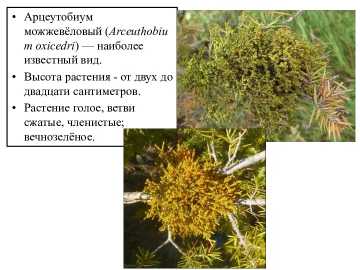 Арцеутобиум можжевёловый (Arceuthobium oxicedri) — наиболее известный вид. Высота растения