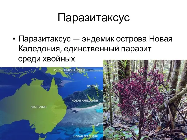 Паразитаксус Паразитаксус — эндемик острова Новая Каледония, единственный паразит среди хвойных