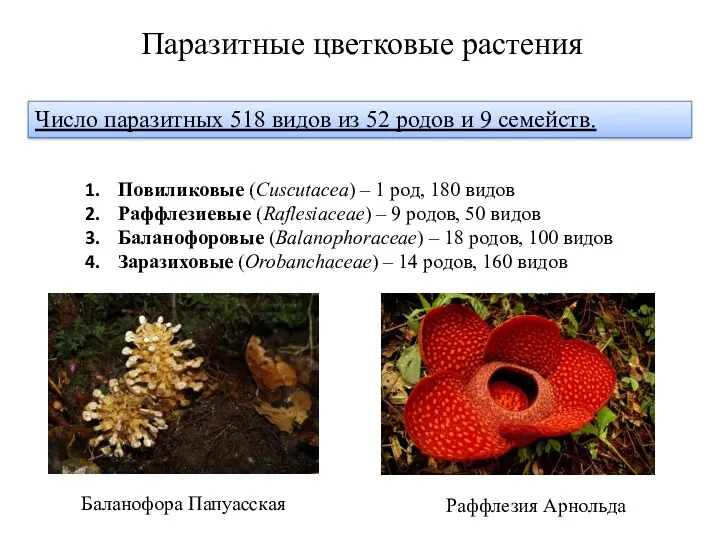 Паразитные цветковые растения Число паразитных 518 видов из 52 родов