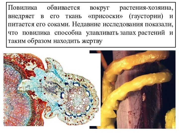 Повилика обвивается вокруг растения-хозяина, внедряет в его ткань «присоски» (гаустории)