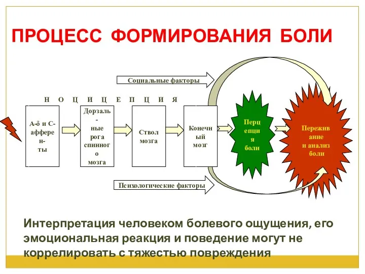 А-δ и С- афферен- ты Дорзаль- ные рога спинного мозга