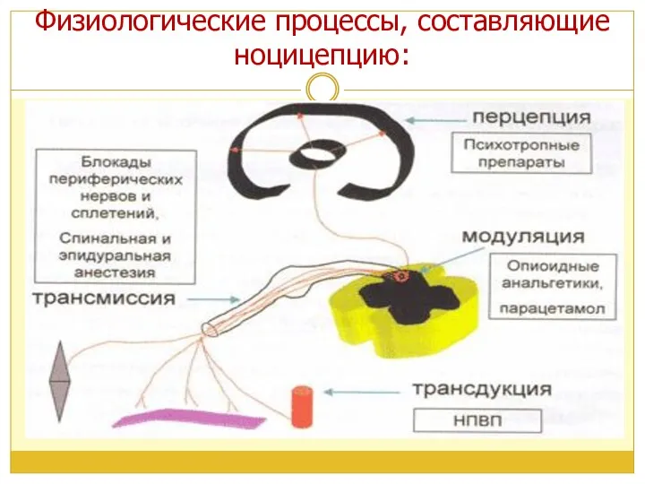 Физиологические процессы, составляющие ноцицепцию: